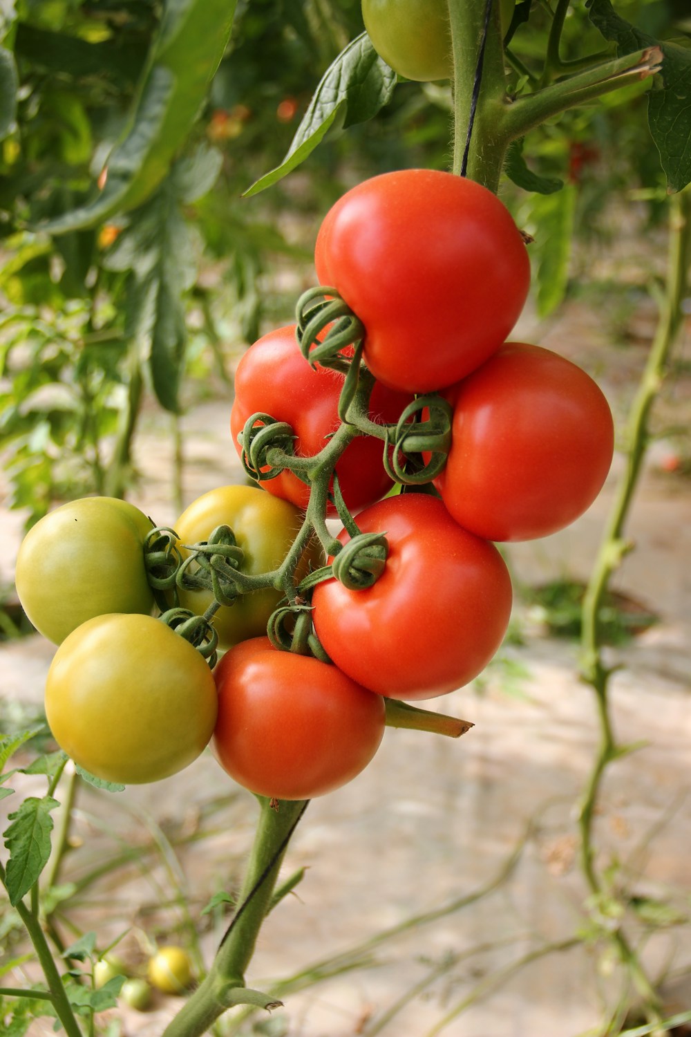 Sample tomato photo